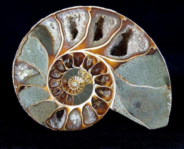 Phylloceras sp. SUESS 1865 - Bild © FossNet FossilienStore